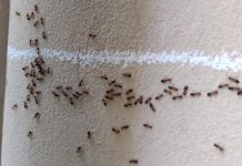 Jedna prosta namirnica koju svi imaju u kući će oterati mrave zauvek: Pospite ovo i beže odmah