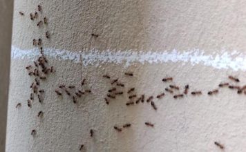 Jedna prosta namirnica koju svi imaju u kući će oterati mrave zauvek: Pospite ovo i beže odmah