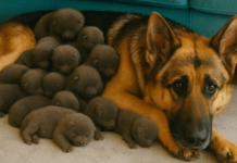 Muškarac je na putu pronašao trudnu nemačku ovčarku; kada je pas oštenio, veterinar je iznenađeno otkrio ko se pojavio na svetu.