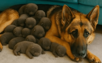 Muškarac je na putu pronašao trudnu nemačku ovčarku; kada je pas oštenio, veterinar je iznenađeno otkrio ko se pojavio na svetu.