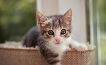 NEPOZNATA MAČKA VAM SE POJAVILA NA KUĆNOM PRAGU? INDIJSKO VJEROVANJE UPOZORAVA: “U toj kući će uskoro biti…”