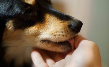 Šta znači ako vam pas liže ruku: Mnogi misle da tako iskazuje ljubav, ali to je velika greška , evo šta time poručuje