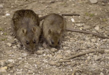 OVAJ JAK MIRIS TERA MIŠEVE KAO OD ŠALE: Razbežaće se na sve strane, neće znati šta ih je snašlo!”