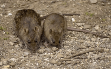 OVAJ JAK MIRIS TERA MIŠEVE KAO OD ŠALE: Razbežaće se na sve strane, neće znati šta ih je snašlo!”