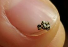 Neočekivano otkriće u salati promenilo je naše veče u restoranu.