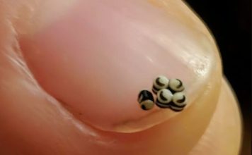 Neočekivano otkriće u salati promenilo je naše veče u restoranu.