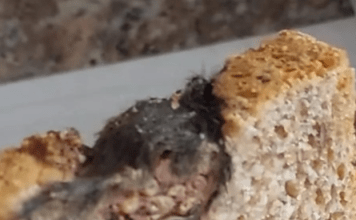 „Kupila hljeb – ono što je pronašla unutra šokiralo je cijeli grad“