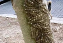 Moja ćerka je skoro dotakla opasni fenomen na drvetu – šta svako treba da zna