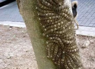 Moja ćerka je skoro dotakla opasni fenomen na drvetu – šta svako treba da zna