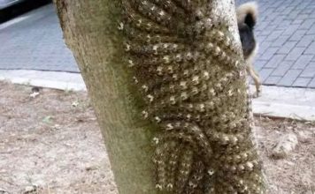 Moja ćerka je skoro dotakla opasni fenomen na drvetu – šta svako treba da zna