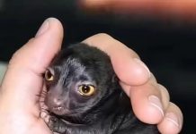 Jedan čovek otkriva čudno stvorenje u šumi — godinu dana kasnije, istina šokira sve.