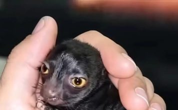 Jedan čovek otkriva čudno stvorenje u šumi — godinu dana kasnije, istina šokira sve.