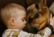 Dečak i njegov pas zaspali su, zagrljeni na sofi, a roditelji su bili dirnuti tim prizorom, sve dok sledećeg jutra, ulazeći u sobu, nisu bili zapanjeni onim što su videli.