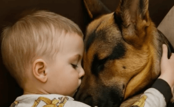 Dečak i njegov pas zaspali su, zagrljeni na sofi, a roditelji su bili dirnuti tim prizorom, sve dok sledećeg jutra, ulazeći u sobu, nisu bili zapanjeni onim što su videli.