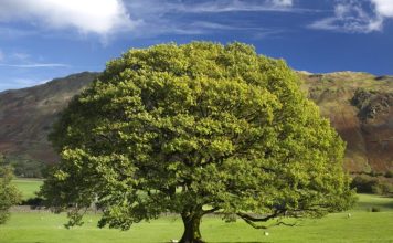 Drvo koje nikada ne treba saditi u dvorištu: Tjera sreću iz kuće i unosi negativnu energiju