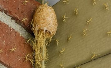 Izašao sam na trijem i vidio kako zid… oživljava! Stotine sitnih stvorenja izašlo je iz svoje tajanstvene čahure ravno pred mojim vratima!