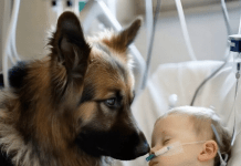 Dječak je ostao živ samo zahvaljujući aparatima za održavanje života, a ljekari su već izgubili svaku nadu. Ali kada je njegov pas ušao u sobu, dogodilo se nešto neočekivano 😱😢