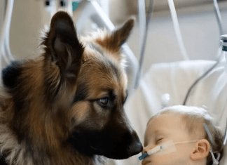 Dječak je ostao živ samo zahvaljujući aparatima za održavanje života, a ljekari su već izgubili svaku nadu. Ali kada je njegov pas ušao u sobu, dogodilo se nešto neočekivano 😱😢