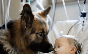 Dječak je ostao živ samo zahvaljujući aparatima za održavanje života, a ljekari su već izgubili svaku nadu. Ali kada je njegov pas ušao u sobu, dogodilo se nešto neočekivano 😱😢