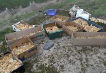 Tokom šetnje kroz šumu primetio sam čudne žute kuglice koje su ličile na pečurke — ono što su zapravo bile me je iznenadilo.