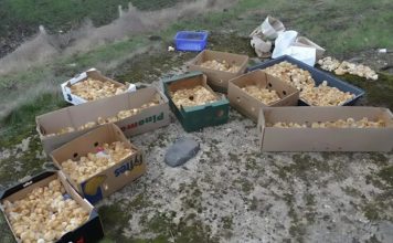 Tokom šetnje kroz šumu primetio sam čudne žute kuglice koje su ličile na pečurke — ono što su zapravo bile me je iznenadilo.