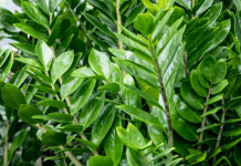 Zamija buja od jednog sastojka iz kuhinje i privlači novac: Ako se širi kao korov, vašoj sreći nema kraja