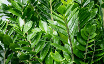 Zamija buja od jednog sastojka iz kuhinje i privlači novac: Ako se širi kao korov, vašoj sreći nema kraja