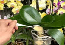 1 kašičica direktno u saksiju i 0RHIDEJA cvjeta gotovo BEZ PRESTANAKA: Nema plijesni, nema b0lesti i imam 5 puta više cvjetova!