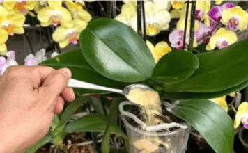 1 kašičica direktno u saksiju i 0RHIDEJA cvjeta gotovo BEZ PRESTANAKA: Nema plijesni, nema b0lesti i imam 5 puta više cvjetova!