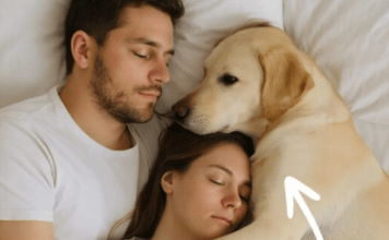 Pas koji nikada nije ulazio u spavaću sobu probudio nas je noću — i odmah smo shvatili zašto.