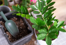 Nahranite zamiju jednim povrćem i bujaće kao korov: Nećete moći da prebrojite nove listove i novac u novčaniku