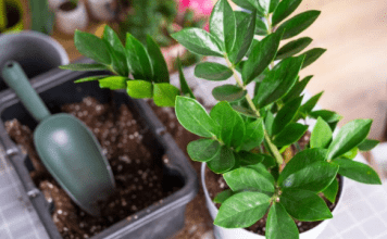 Nahranite zamiju jednim povrćem i bujaće kao korov: Nećete moći da prebrojite nove listove i novac u novčaniku