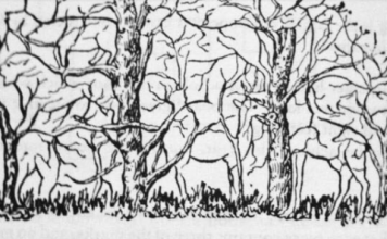 Prva životinja koju vidite na ilustraciji otkriće vam apsolutno sve o vašoj ličnosti i to bez greške