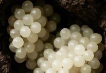 Našao sam nešto čudno u dvorištu – bijele, okrugle kugle. Bio sam užasnut kad sam shvatio što su to