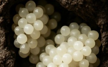 Našao sam nešto čudno u dvorištu – bijele, okrugle kugle. Bio sam užasnut kad sam shvatio što su to