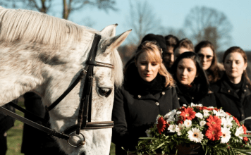 Mislili su da je konj pobegao od tuge, a onda se pojavio na sahrani: Njegov oproštaj od vlasnika bio je dirljiviji od bilo kog govora.