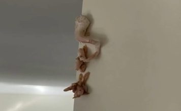 Na mom zidu se pojavila misteriozna ružičasta mrlja – a onda su stvari postale još čudnije