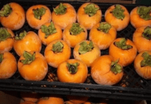 NE VOLITE JAPANSKE JABUKE? PROMIJENIT ĆETE MIŠLJENJE KAD PROČITATE KOLIKO SU DOBRE ZA ZDRAVLJE