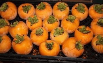 NE VOLITE JAPANSKE JABUKE? PROMIJENIT ĆETE MIŠLJENJE KAD PROČITATE KOLIKO SU DOBRE ZA ZDRAVLJE