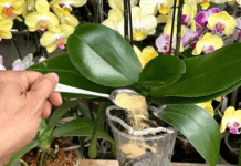 1 kašičica direktno u saksiju i 0RHIDEJA cvjeta skoro N0N-ST0P: Nema plijesni, bolesti i imam 5 puta više cvjetova!