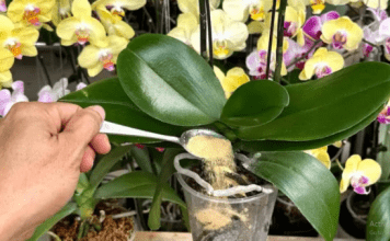 1 kašičica direktno u saksiju i 0RHIDEJA cvjeta skoro N0N-ST0P: Nema plijesni, bolesti i imam 5 puta više cvjetova!