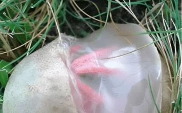 Neobičan nalaz u dvorištu koji je izgledao čudno i širio neprijatan miris — ostavio je snažan utisak na mene.