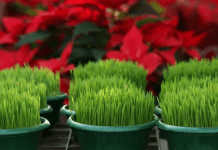 Donosi blagostanje u vaš dom: Evo kada je najbolje posijati božićnu pšenicu