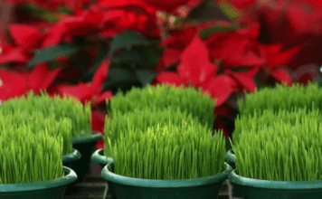 Donosi blagostanje u vaš dom: Evo kada je najbolje posijati božićnu pšenicu