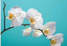 „Prirodni i jednostavni savjeti za zdravu i bujnu orhideju“