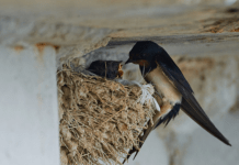 AKO IMATE GNIJEZDO LASTAVICA, nipošto ga ne dirajte: Evo šta ono znači prema narodnom vjerovanju