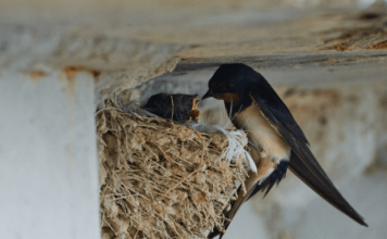 AKO IMATE GNIJEZDO LASTAVICA, nipošto ga ne dirajte: Evo šta ono znači prema narodnom vjerovanju