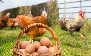 Kako OVO nisam znao ranije moje KOKOŠKE svaki dan snesu 100 jaja!