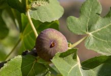 Dijabetičari počeli da ga piju svaki dan: Čaj koji reguliše nivo šećera, telesnu težinu i još 10 bolesti! (RECEPT)