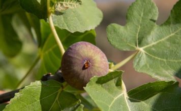 Dijabetičari počeli da ga piju svaki dan: Čaj koji reguliše nivo šećera, telesnu težinu i još 10 bolesti! (RECEPT)